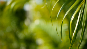 模糊的热带青绿棕榈叶阳光照亮自然背景14秒视频