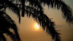 热带海洋椰子棕榈树叶8秒视频