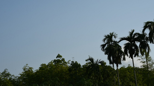 蓝色天空的棕榈树视频