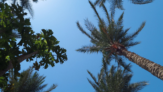 异国沙滩棕榈树海视频