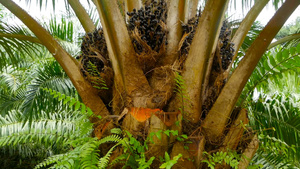 棕榈油种植园的收成10秒视频