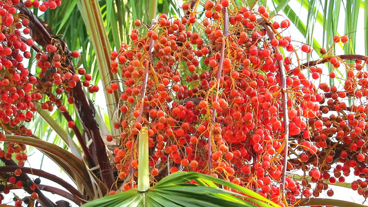 雨季在花园的树上种植红棕榈种子1视频