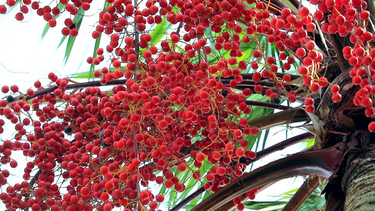 红棕榈种子在雨季在花园种植所有树种视频