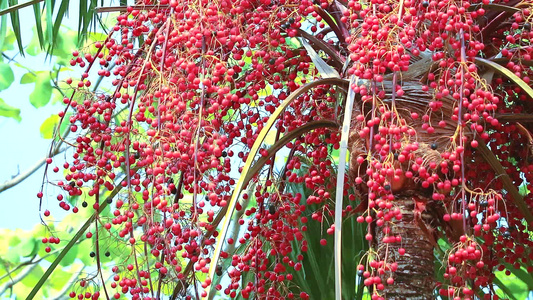 红棕榈种子在雨季在花园种植所有顶树视频