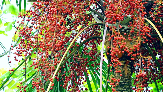 在雨季在花园的树上种植红棕榈籽视频