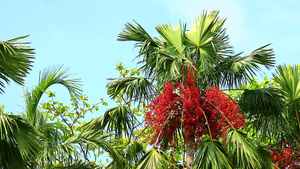 在树上和园林中的其他树上有红棕榈树上的红椰枣籽9秒视频