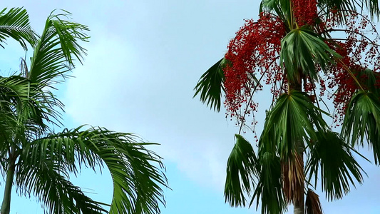 在园圃的树上长成红棕榈籽视频