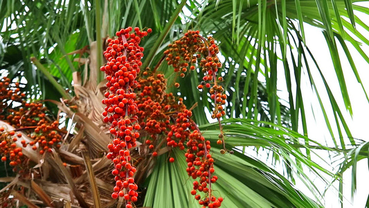 园中棕榈树和绿叶上鲜红的红棕榈籽视频