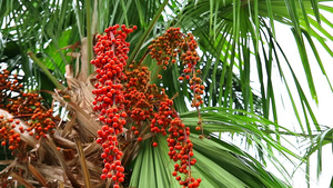 园中棕榈树和绿叶上鲜红的棕榈籽15秒视频