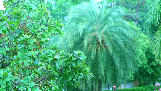 专注于绿树模糊花园树上的棕榈叶和雨季的雨滴视频