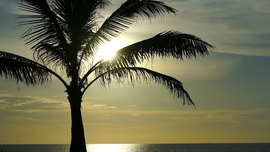 海洋背景上的棕榈树视频