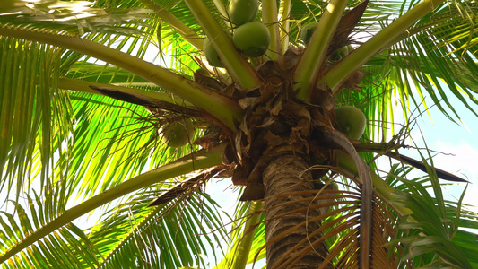 蓝天下椰子棕榈树视频