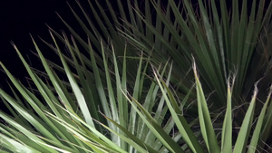 夜间椰椰子树叶纹理背景15秒视频