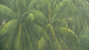 椰子棕榈树正在备受暴雨冲刷14秒视频