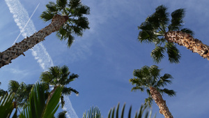 美国加利福尼亚州洛杉矶的棕榈树太平洋上圣莫尼卡和威尼斯10秒视频