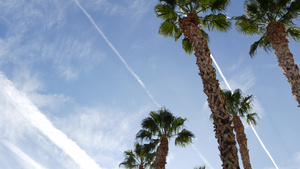 美国加利福尼亚州洛杉矶的棕榈树太平洋上圣莫尼卡和威尼斯12秒视频