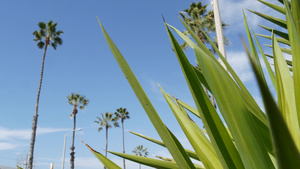 美国加利福尼亚州洛杉矶的棕榈树11秒视频