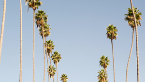 美国加利福尼亚州洛杉矶的棕榈树太平洋上圣莫尼卡和威尼斯18秒视频