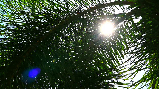 阳光花园里的棕榈叶视频