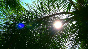 阳光照着太阳的背影棕榈树叶12秒视频