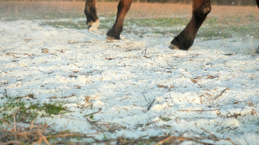 马在奔跑用于消毒的粘土和白石灰从蹄子飞出腿在快速移动视频