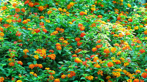 马缨丹五颜六色的鲜花盛开在花园里34秒视频