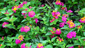 花园里各种颜色的花朵16秒视频