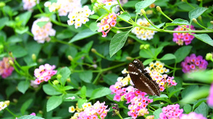 蝴蝶在花园的花朵3中发现粉红色的亚特兰大白斑马上的19秒视频