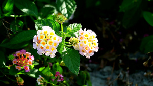 花朵在花园中开花的棕色亚白黄花束17秒视频
