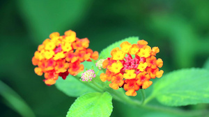 花园里有各种颜色的花朵1其中一种是橙黄色的亚特兰大24秒视频