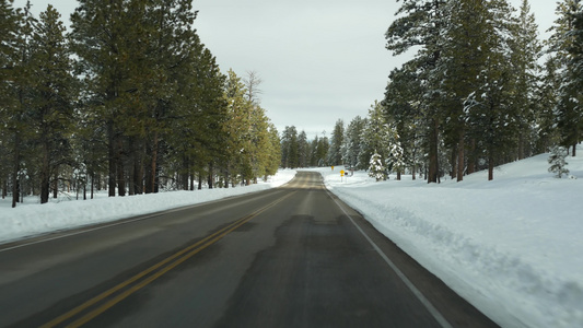 冬天森林里的雪驾驶汽车美国犹他州冬天的公路旅行针叶视频