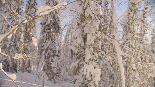 森林中的冬季视频