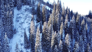 山林森林完全被雪雪覆盖17秒视频