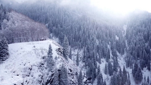 大雪峡谷山上有长青树14秒视频