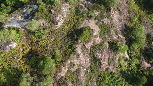 在林山上清除树木视频