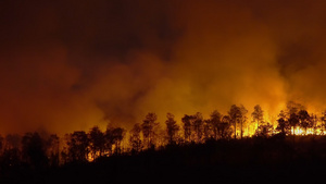森林火灾灾害21秒视频