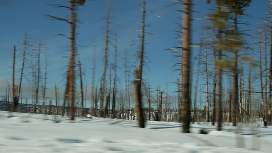 森林火灾后果美国烧焦的树木大火后黑色干烧烧焦的针叶林视频