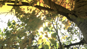 秋树上的树叶21秒视频