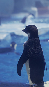 海洋馆里的企鹅纪录片视频