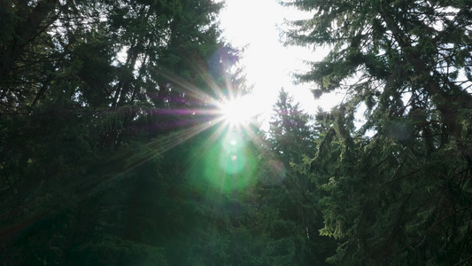 树木之间有明亮阳光的野生松林视频