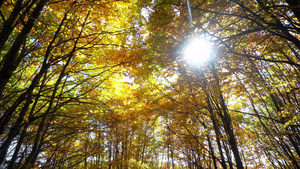 美丽的秋天森林27秒视频