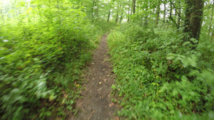 夏季在德国的绿色湿润森林中奔跑42秒视频