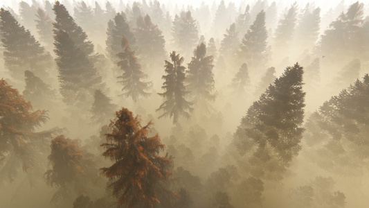 飞过秋天松林对抗浓雾的清晨阳光视频