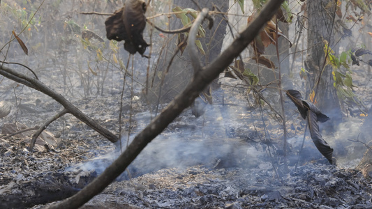 火灾之后的森林因火灾而严重毁坏的树木视频