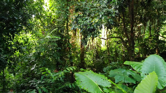 丛林中的绿色植物大自然中阳光明媚的日子里在树林里生长视频