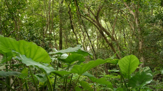 丛林中的绿色植物大自然中阳光明媚的日子里在树林里生长视频