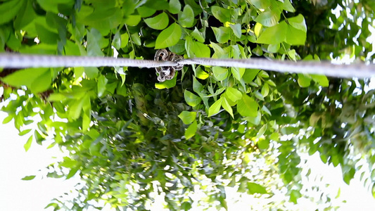 用低角度镜头快速旋转的相机在树上旋转视频