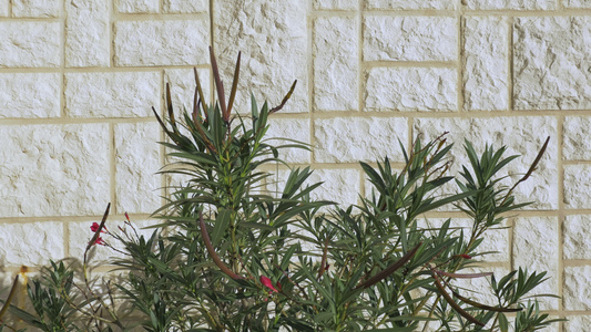 砖墙附近的绿色户外植物视频