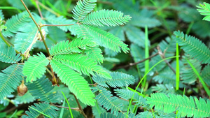 敏感植物折叠叶子15秒视频