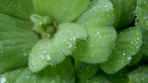 植物叶子上的水滴从上面特写绿色植物的叶子与干净的淡水10秒视频